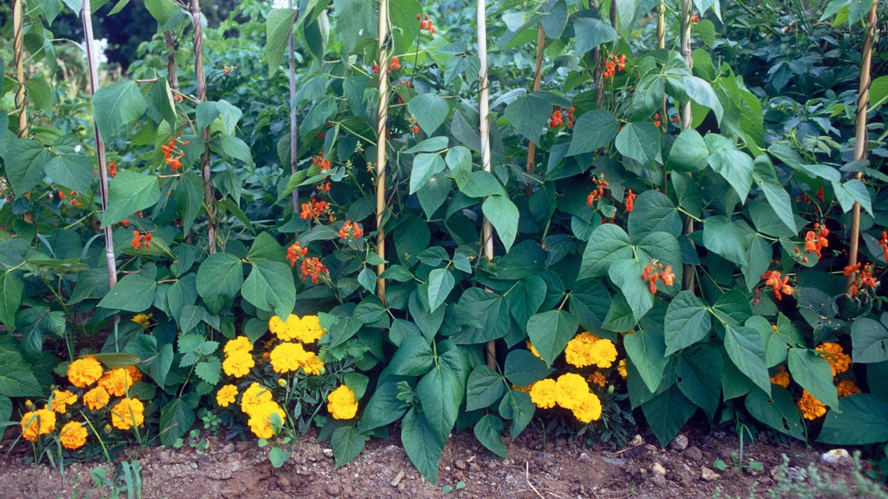 marigolds being used as a companion plant