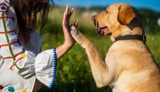 Labrador doing high five