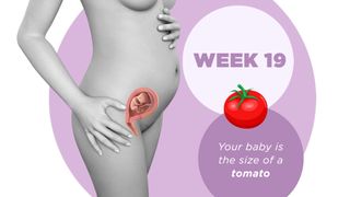 Pregnancy week by week 19