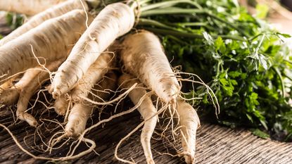 white roots harvested from learning how to grow parsnips