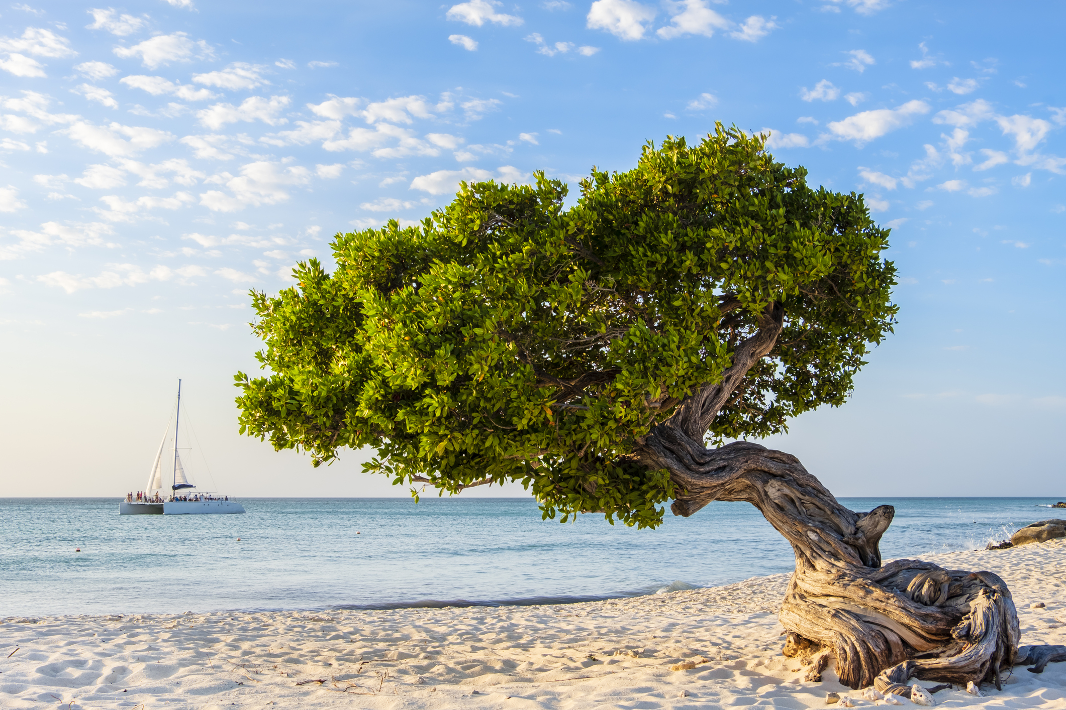 Aruba, Divi divi tree on Eagle Beach