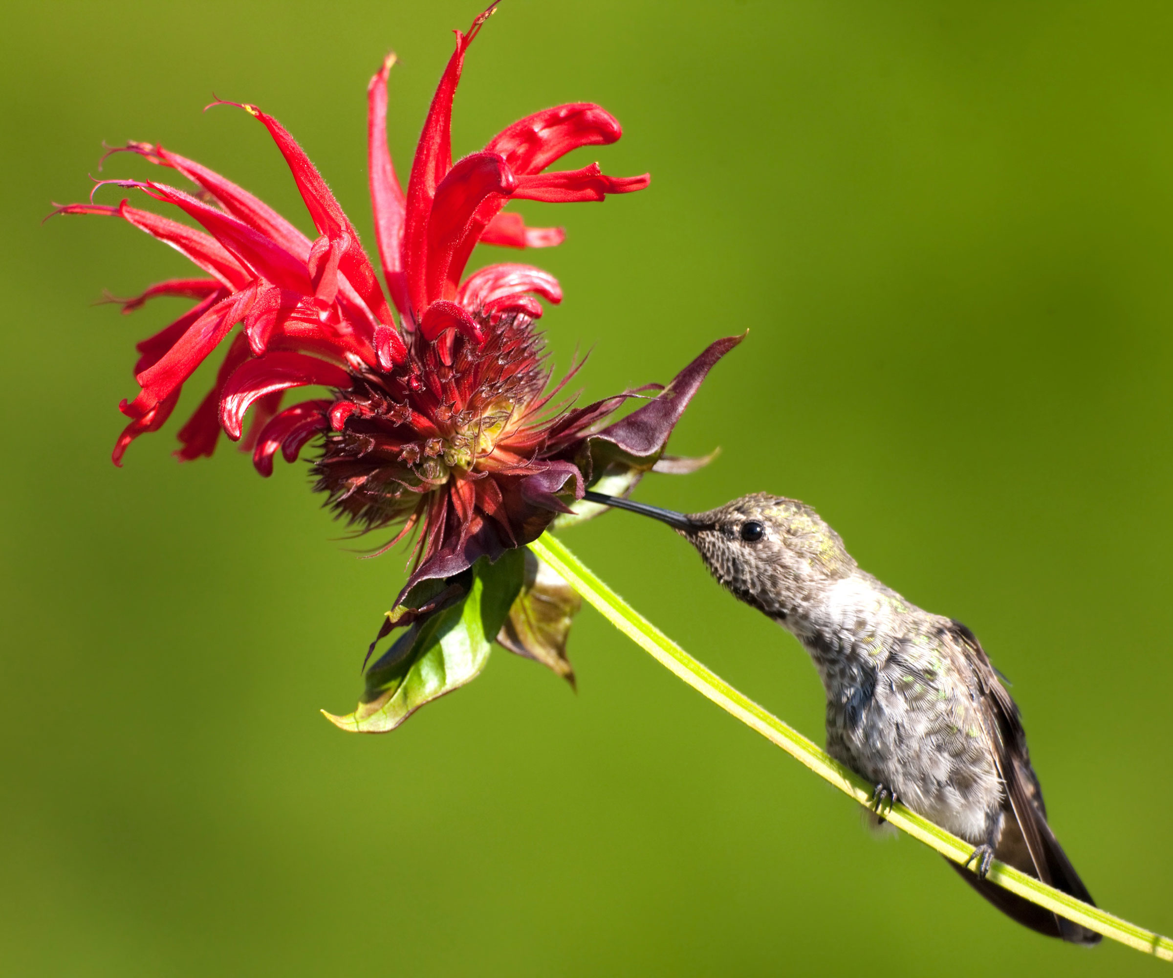 hummingbird feeding from red bee balm flower
