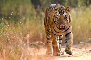 Counting Tigers: A Survival Special