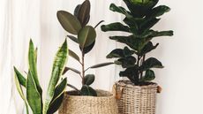 Indoor plants in pots