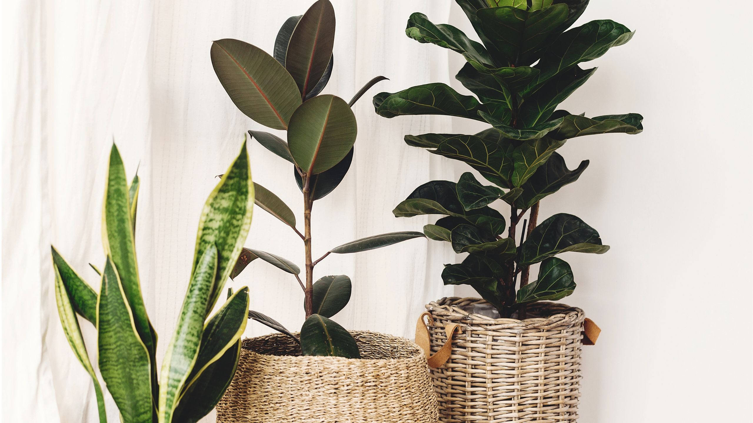 Best fast-growing indoor plants | Real Homes