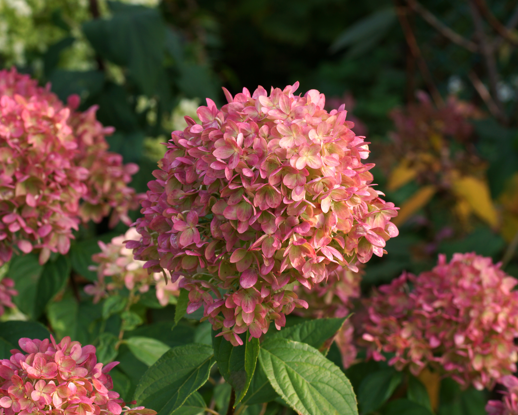Pink flowers on Little Lime hydrangea