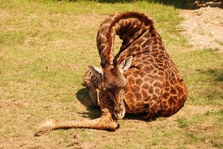 Giraffe sleeping sitting down
