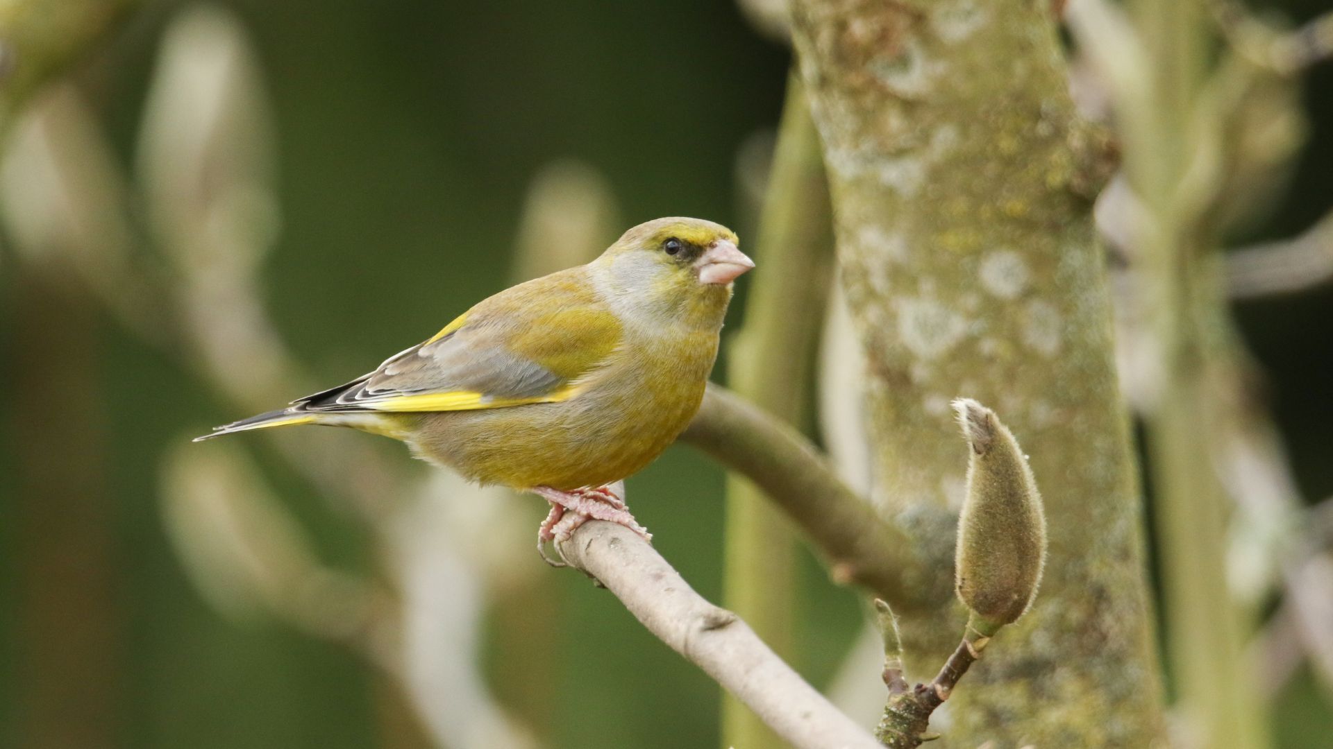 picture of greenfinch on magnolia tree branch