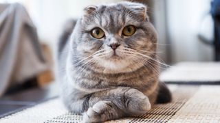 Scottish Fold