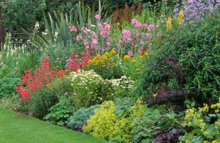 colourful bed with penstemons