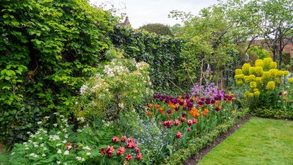Plant border in early May a Choisya hedge and varieties of tulip by the akebia and ivy trellis