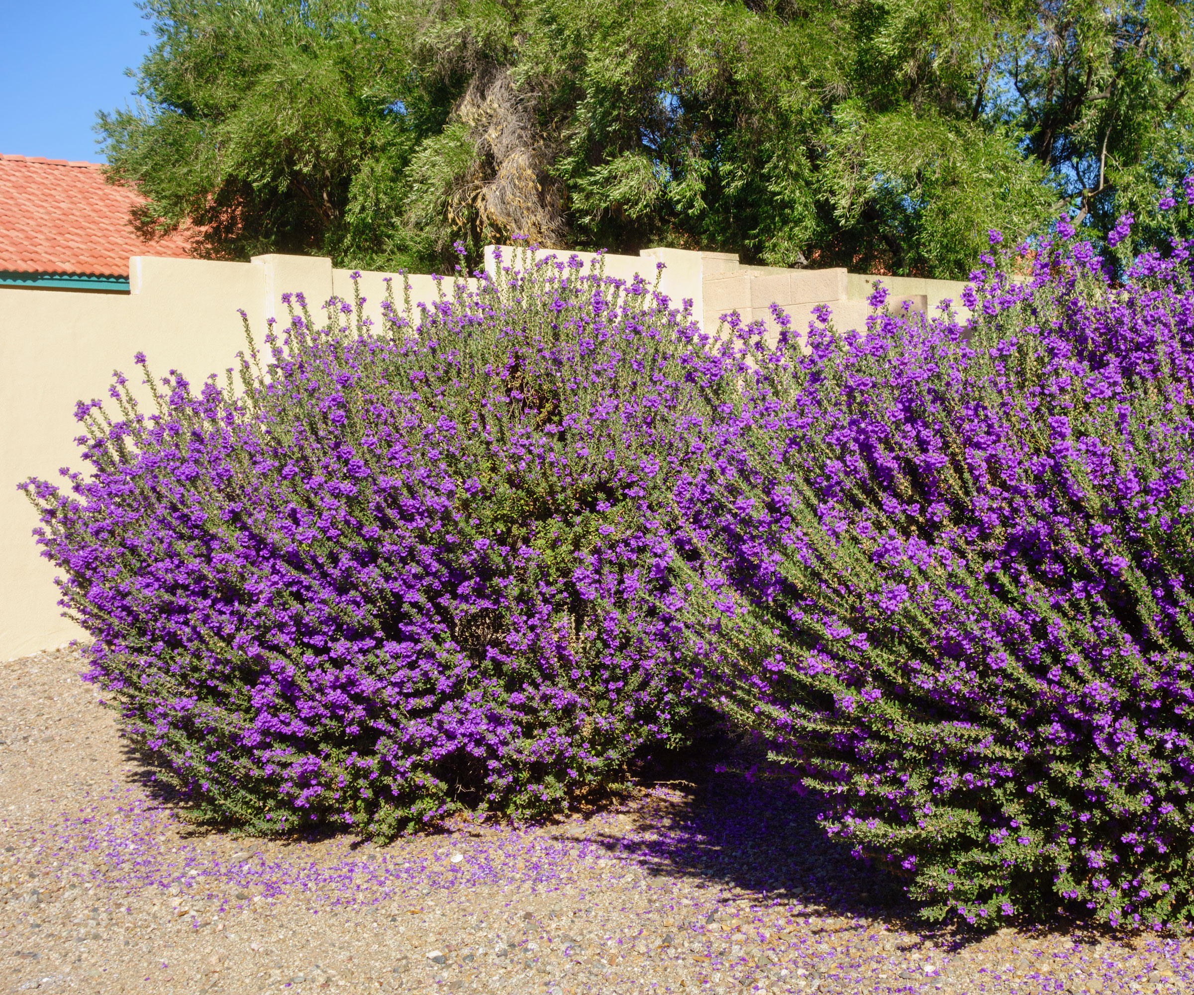 Texas sage bushes with purple flowers in gravel garden