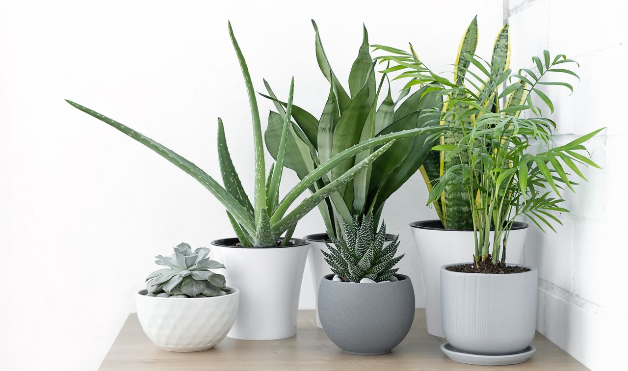 House plants that will reduce stress: according to experts | Homes ...