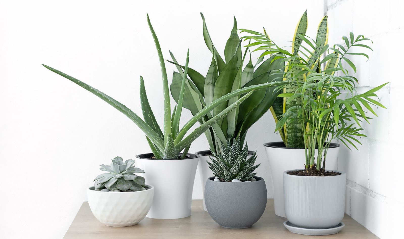 House Plants That Will Reduce Stress: According To Experts