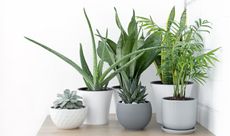 group of potted plants on a window sill