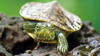 Beautiful slider turtle