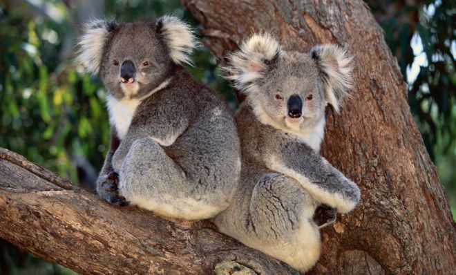 The koala's secret to staying cool: Hugging