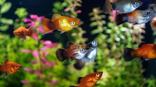 Shoal of platy fish