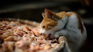 cat eating shrimp