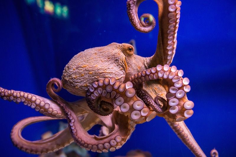 Why the Octopus Lost Its Shell