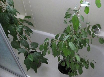 houseplants shower