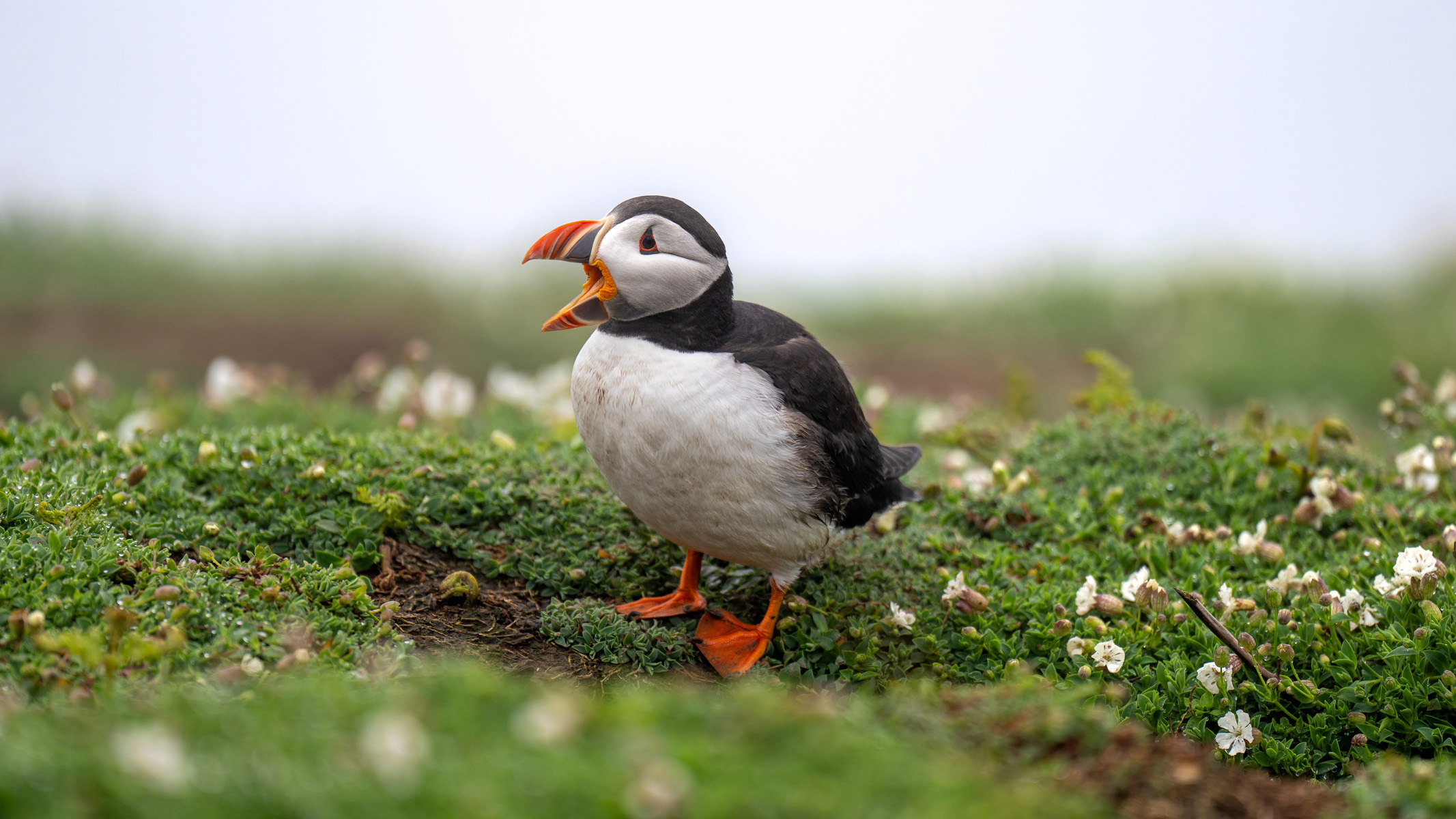 puffins on grass on Skomer Island