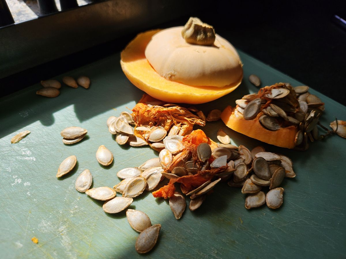 Samsung Galaxy Z Flip 5 camera sample squash