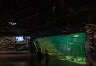 Montreal Biodome's underwater views in marine displays, with two visitors looking through the viewing glass