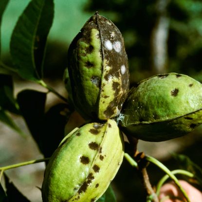 diseased pecans on a tree