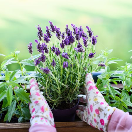 lavender plant being planted in windowbox