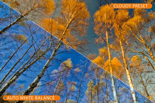 Split screen shows trees photographed with different settings