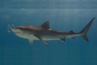 tiger sharks, ecosystem threats