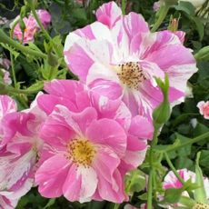 The King's Rose in closeup at RHS Chelsea Flower Show