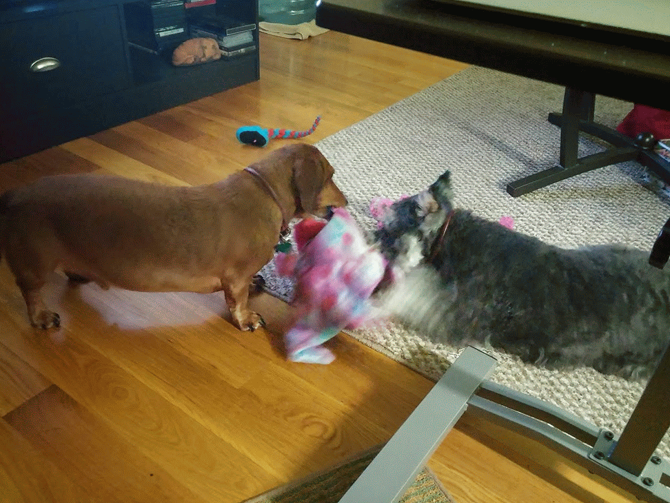 Sammy and Rex versus a toy