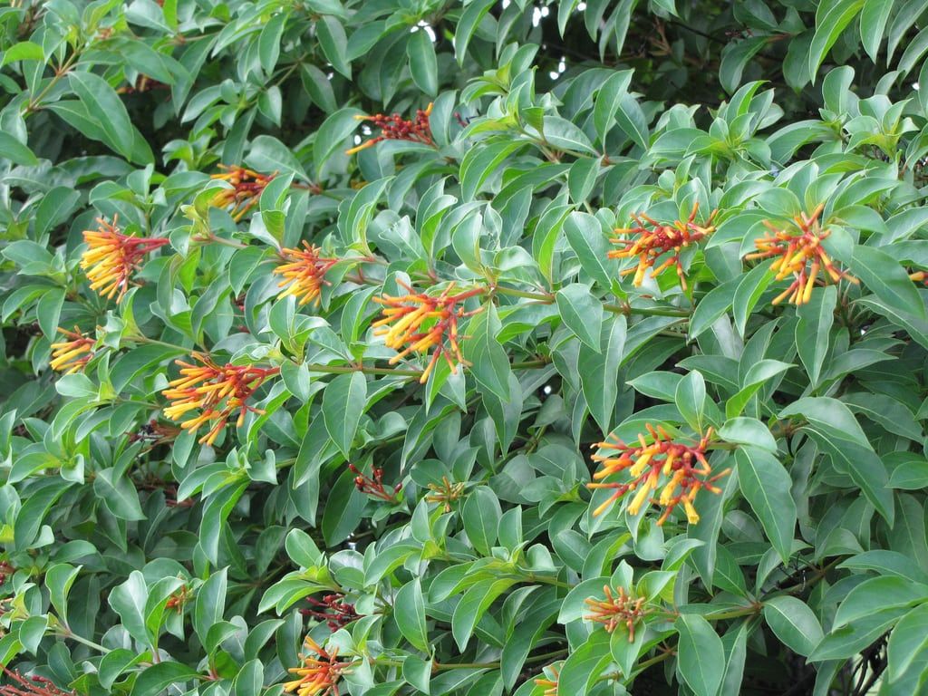 Firebush Shrub