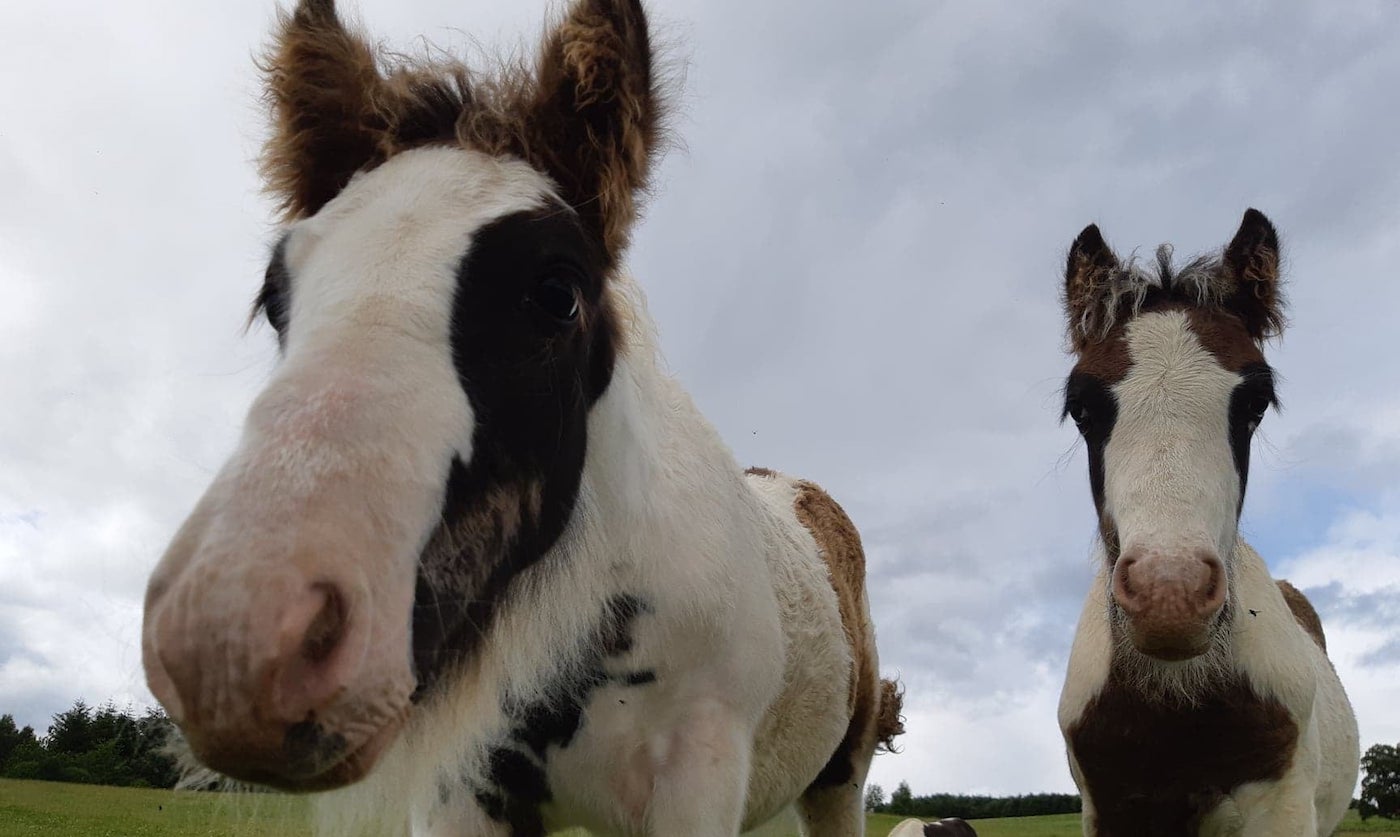 Wellingborough-foals.jpg