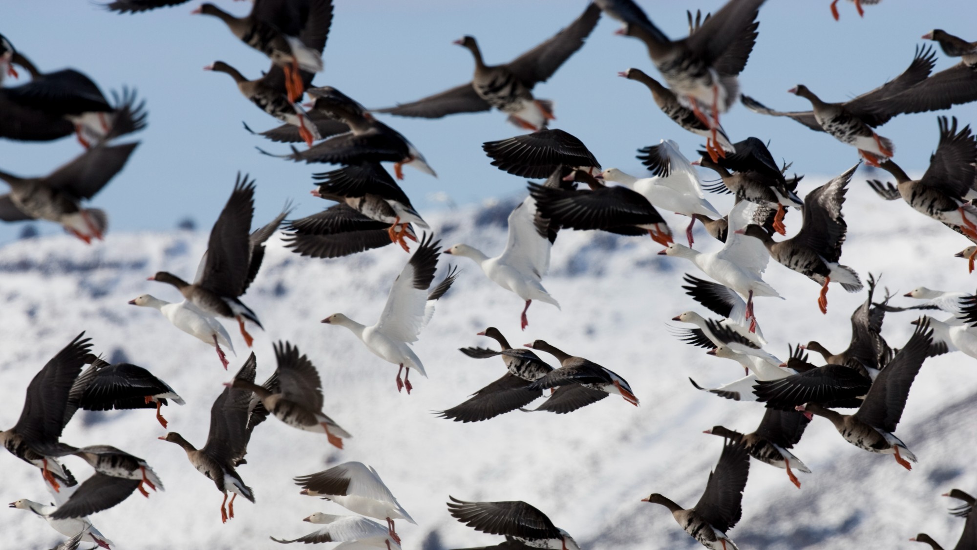 Birds