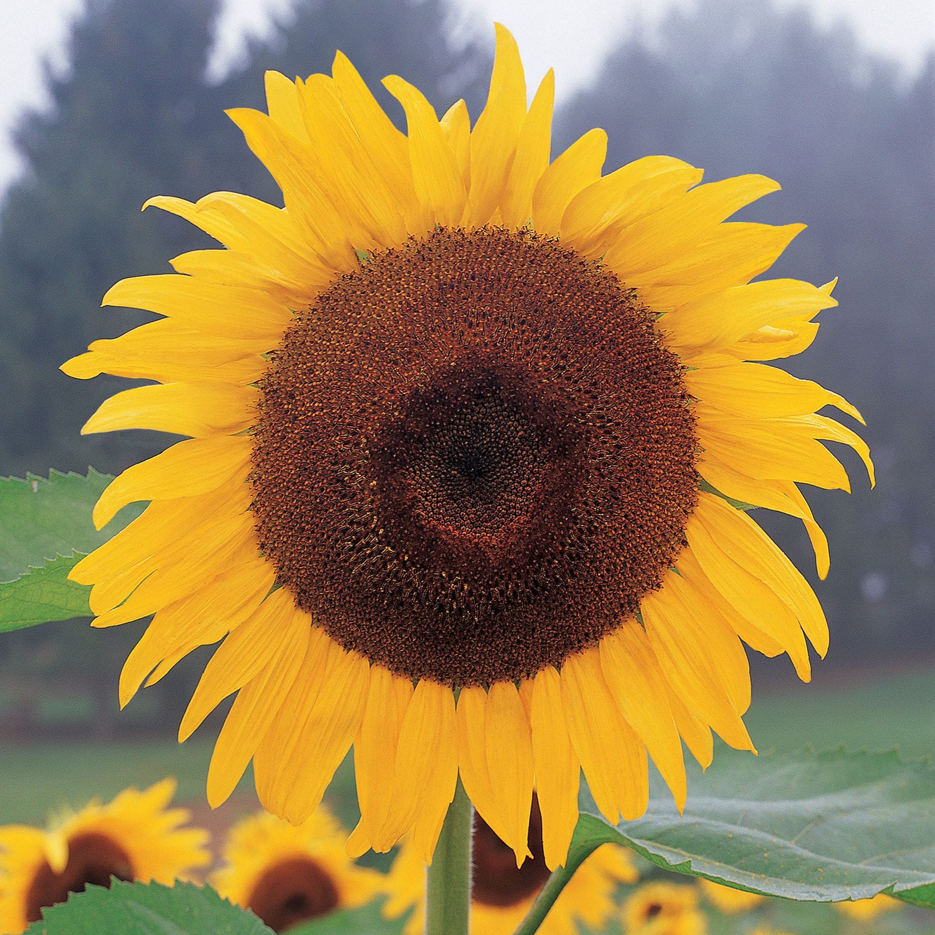Kong Sunflower Seeds