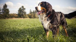 a Bernese mountain dog stands in a sunny field