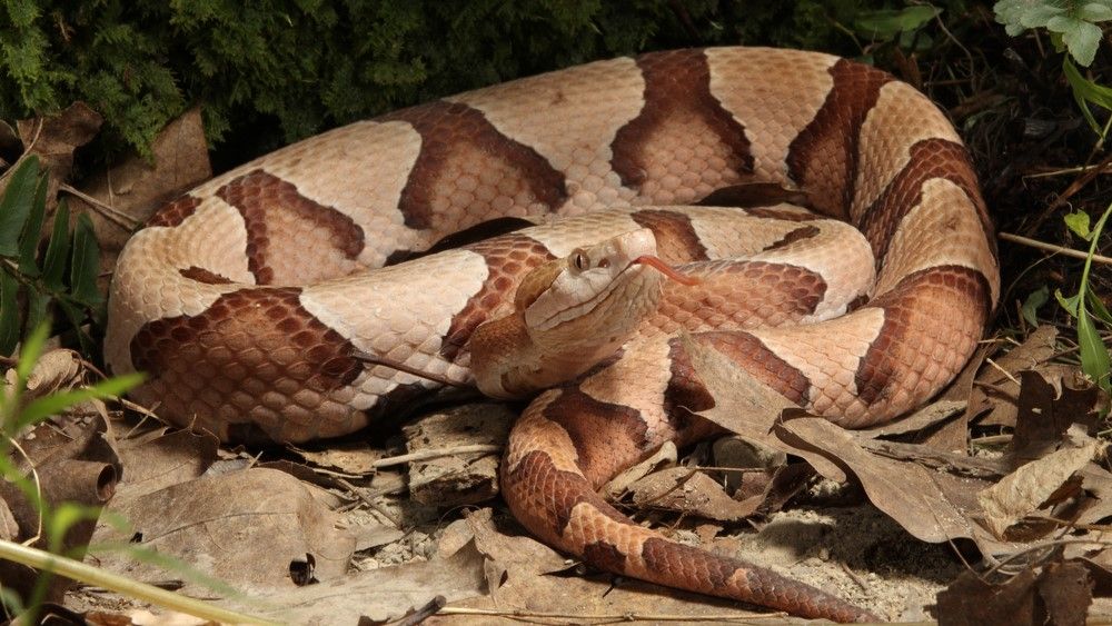 Copperhead snakes: Facts, bites & babies | Live Science