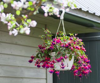 fuchsia in a hanging planter