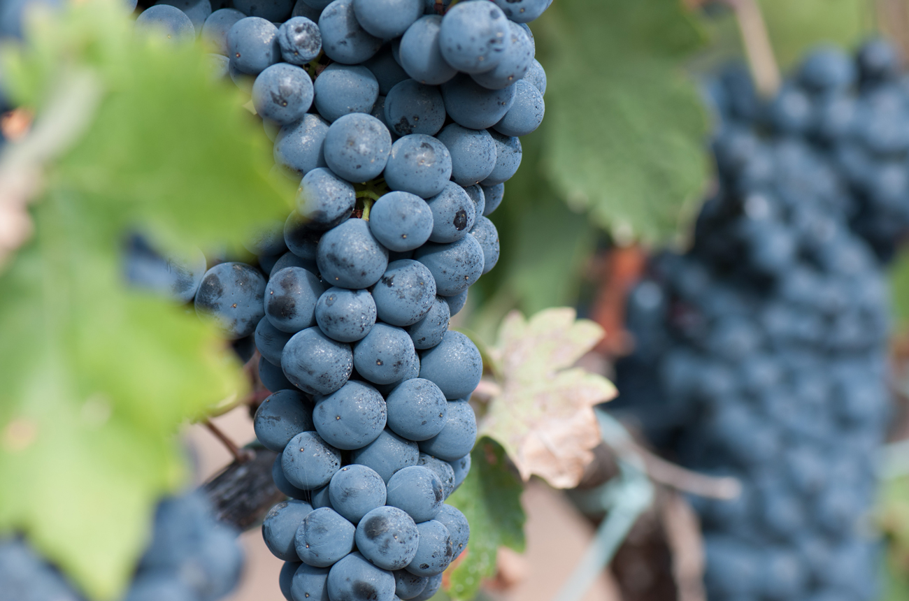 Two bunches of Tempranillo grape