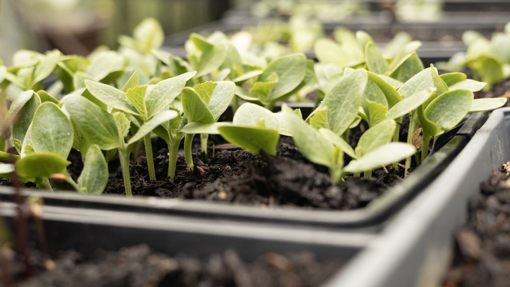 How to grow broccoli rabe - tips for a successful crop | Homes and Gardens