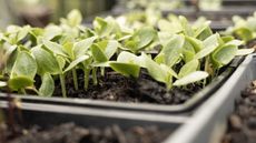 Lots of seedlings are growing in trays of compost in a greenhouse