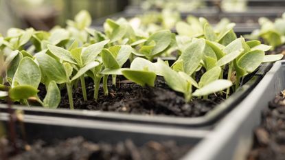 Lots of seedlings are growing in trays of compost in a greenhouse