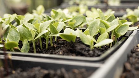 Lots of seedlings are growing in trays of compost in a greenhouse