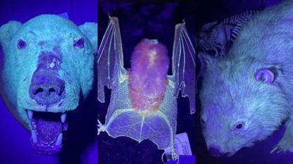 a polar bear, bat and a wombat glowing under UV light 
