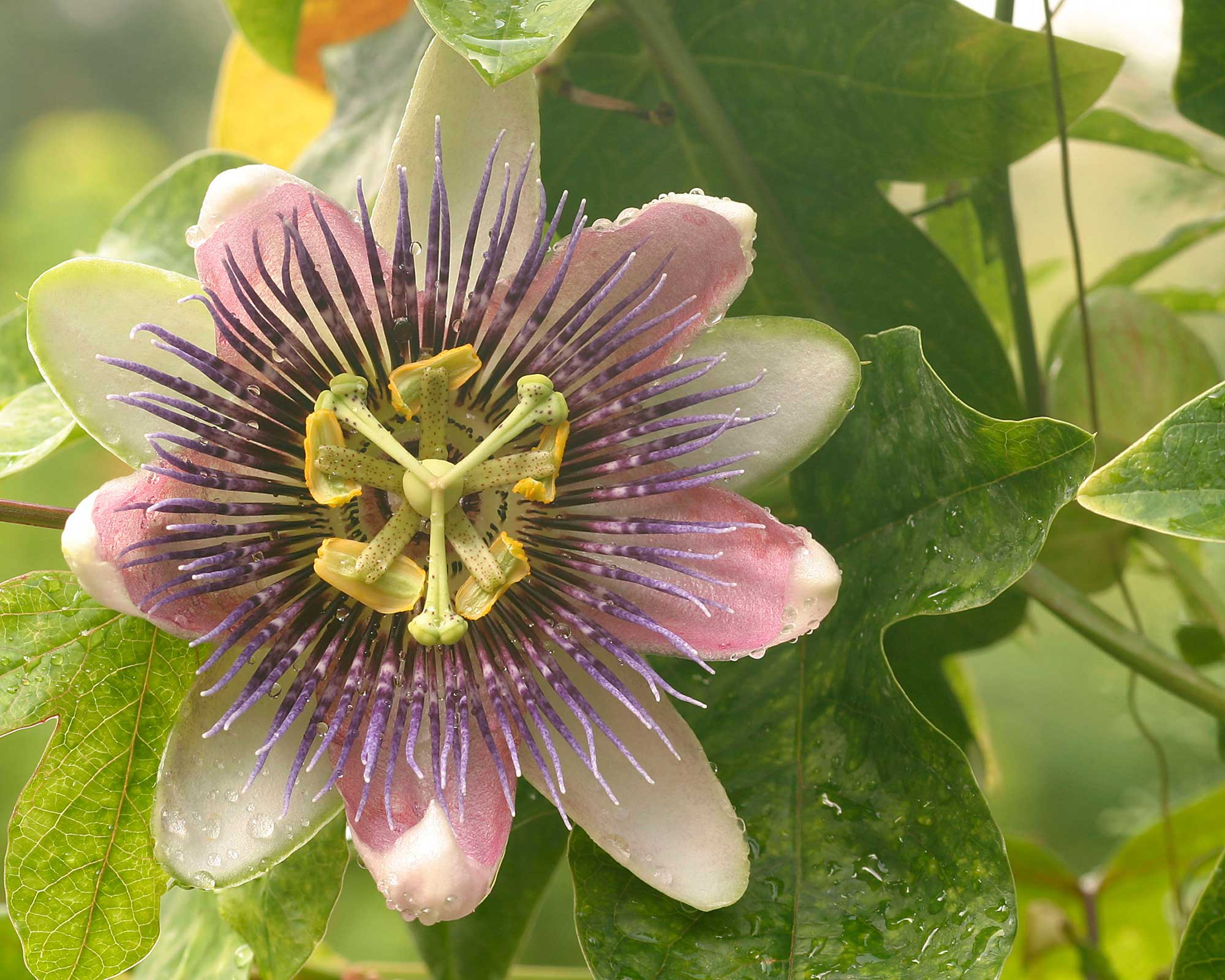 Passiflora x alato-caerulea