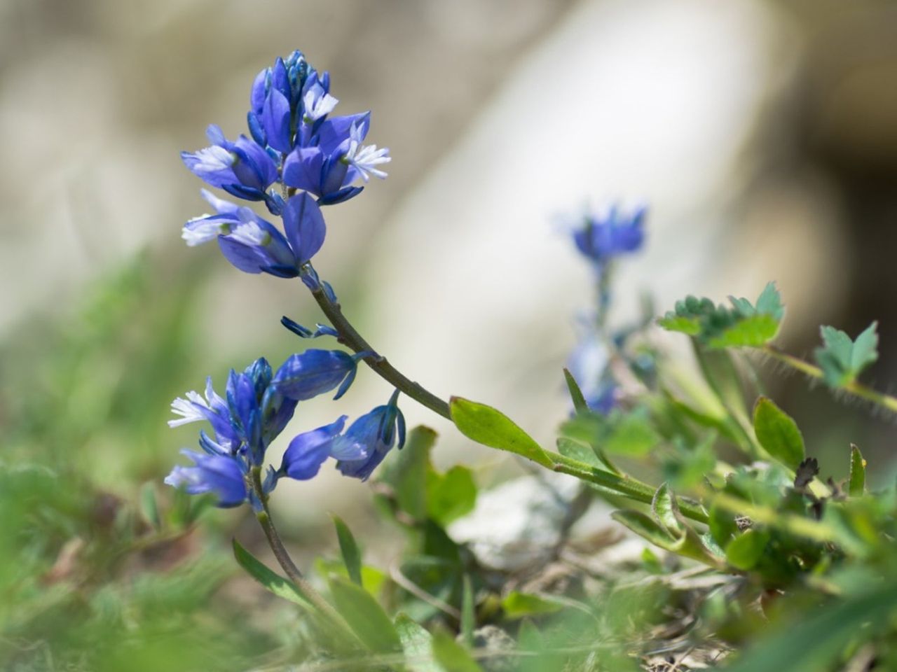 Blue-White Milkwort Flowers In The Garden