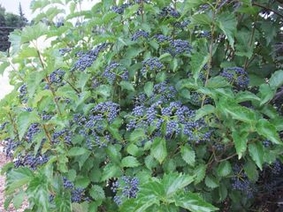 how to grow viburnum: Viburnum dentatum ‘Blue Muffin’ (‘Christom’)